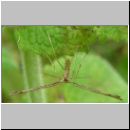 Platyptila gonodactyla - Federmotte 03.jpg